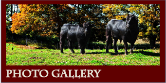 Robert Nimmo Farms Gallery